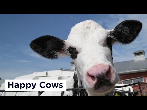 Happy Cows | UConn