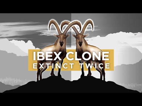 Pyrenean Ibex: The Animal That Went Extinct Twice