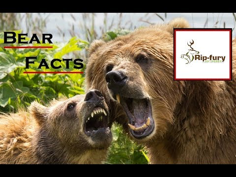 Bear facts Just How Dangerous Are They?