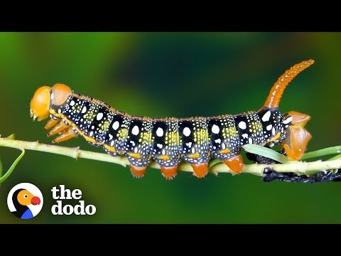 10 Strange Ways Insects Have Evolved To Survive - 9