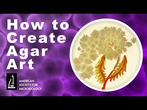 How to Create Agar Art with Living Microbes