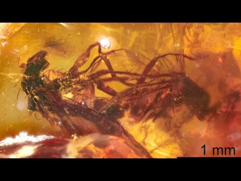 Two Prehistoric Flies Captured Mating in Fossilized Amber