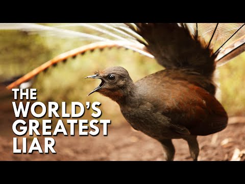 Lyrebird: The World’s Greatest Mimic