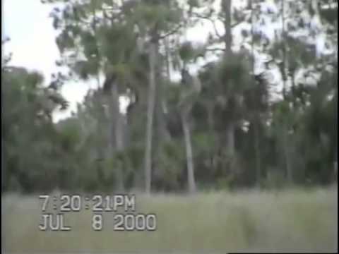 Dave Shealy&#039;s 2000 Skunk Ape Footage