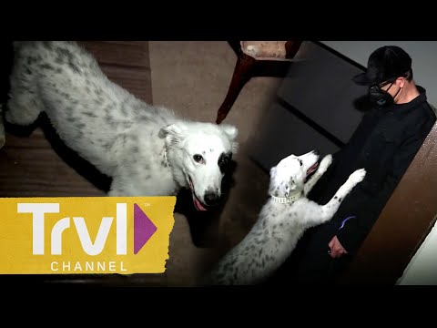 Zak&#039;s Dog Gracie Helps on Investigation | Ghost Adventures | Travel Channel