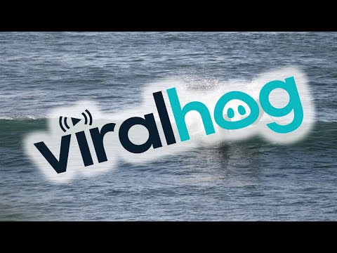 Paddle Boarder Gets SMASHED by Dolphin || ViralHog