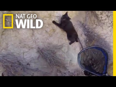 Watch This Cat Saved in a Cliffside Rescue | Nat Geo Wild