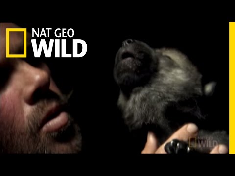 Leader of the Pack | Nat Geo Wild