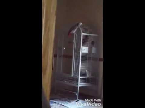 African grey parrot repeating his owners last words before he was shot to death