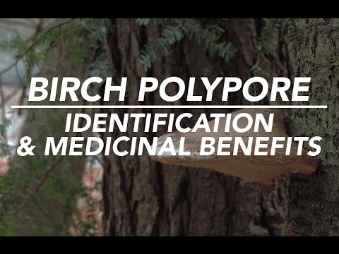 Birch Polypore — Mushroom Identification &amp; Medicinal Benefits with Adam Haritan