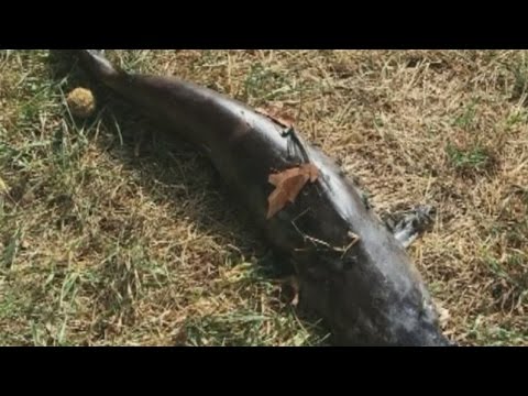 Catfish falls from the sky, hits woman in the face