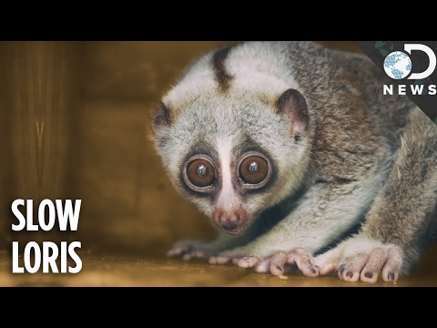 Everything You Need To Know About The Slow Loris