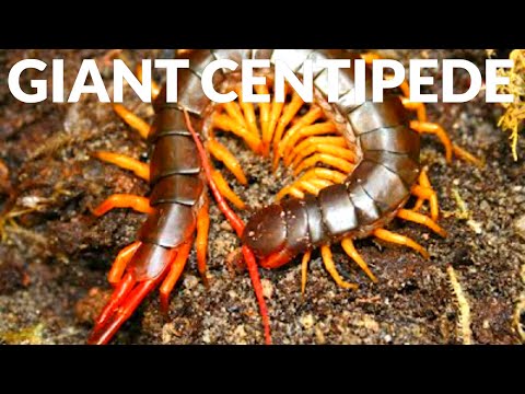 A Fearsome or Friendly Giant? ft. Scolopendra Centipede