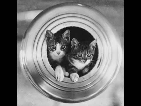 A Short History of Ships Cats - Floating Felines, Maritime Moggies and Kleptomaniac Kittens