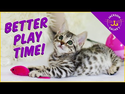 The Natural Way To Play with your Cat: Prey = Play