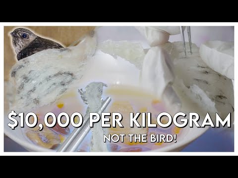 #13: The $10,000 Ingredient, An Inside Look at Malaysia&#039;s Prized Bird&#039;s Nests