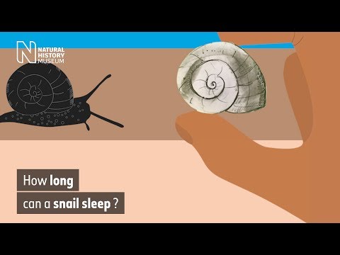 How long can a snail sleep? | Natural History Museum
