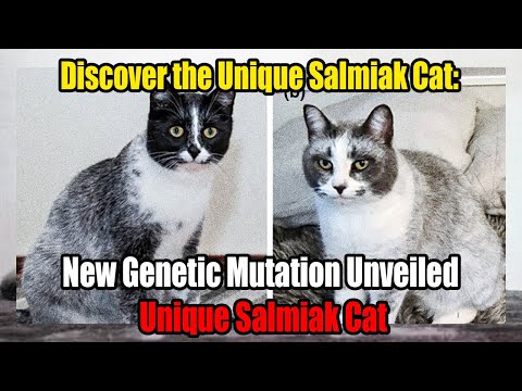Discover the Unique Salmiak Cat: New Genetic Mutation Unveiled!
