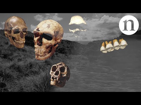 Top 10 Remarkable Early Human Relatives - 74