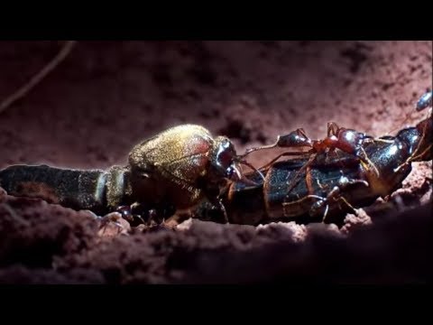 Queen Ant Mating Season | Ant Attack | BBC Earth