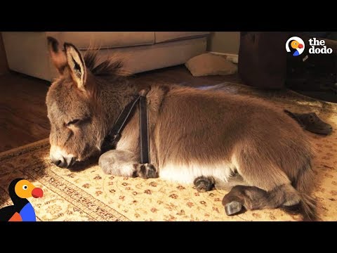 Tiny Donkey Thinks He&#039;s Actually A Dog | The Dodo