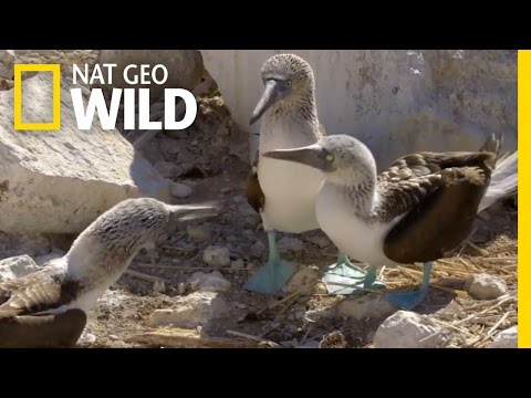 The Blue-Footed Booby Dance | Destination WILD