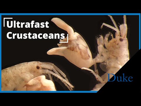 Tiny Crustacean Redefines Ultrafast Movement