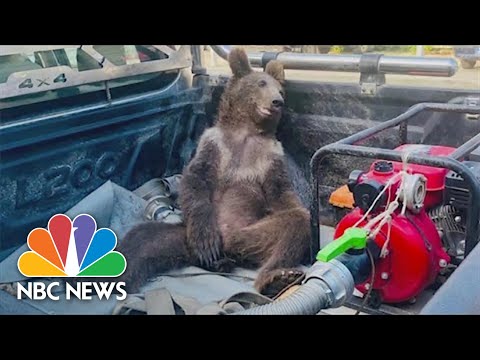 Watch: Brown Bear Cub High On ‘Mad Honey’ Rescued In Turkey