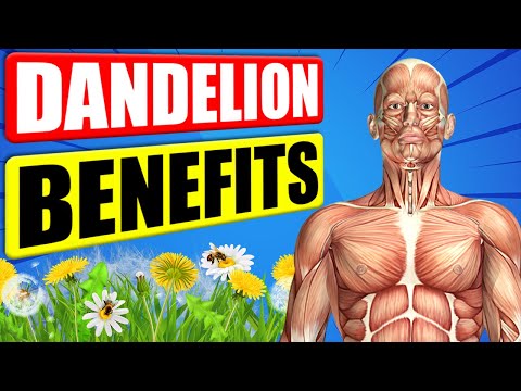 DANDELION BENEFITS - 12 Impressive Health Benefits of Dandelion
