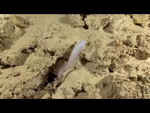 Rare Blind Cavefish in Mexican cave system!