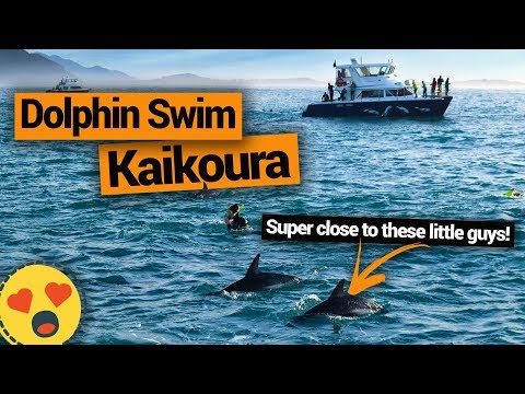 🐬 Swimming with Dolphins in Kaikoura – New Zealand&#039;s Biggest Gap Year