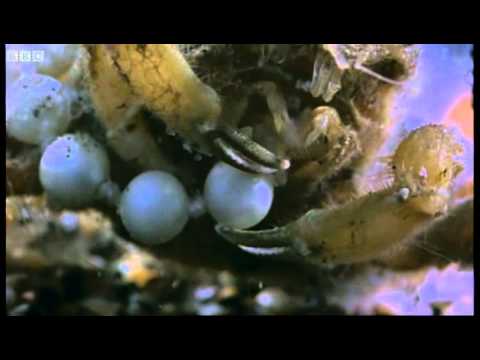 Dresser crab camouflage | Weird Nature | BBC
