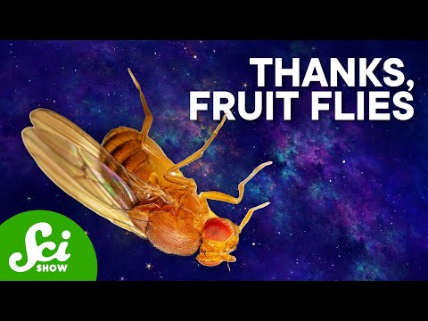 The Weirdest Things We&#039;ve Done to Fruit Flies | Compilation