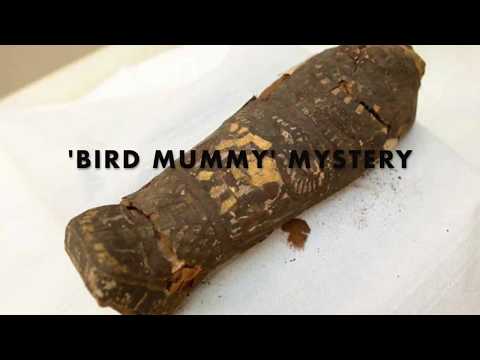 &#039;Bird mummy&#039; mystery - solved