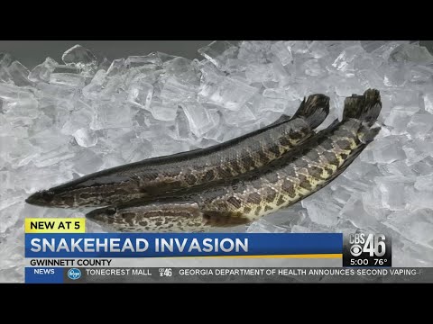 Snakehead fish may be a threat to native Georgia species