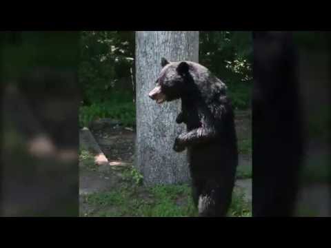 Pedals bipedal bear sighting