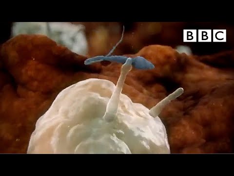 Sperm attacked by woman&#039;s immune system | Inside the Human Body - BBC