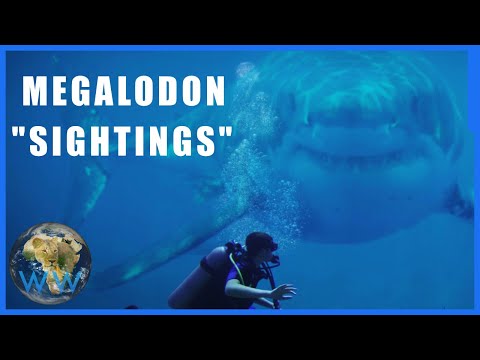 Why do people think Megalodon is alive?