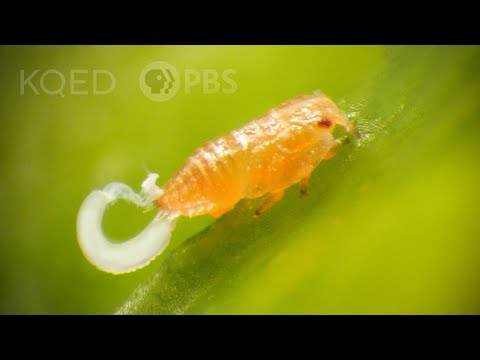 Citrus Psyllids Bribe Ants With Strings Of Candy Poop | Deep Look