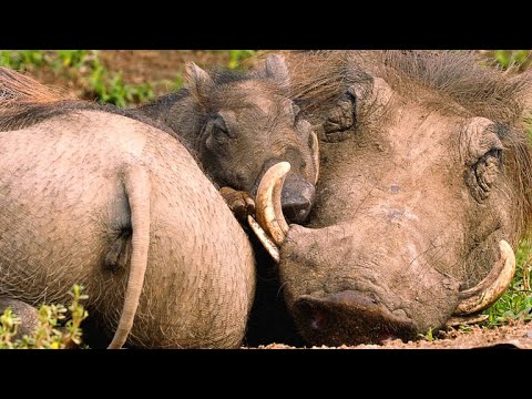 The Smart Way Warthogs Keep Insects at Bay