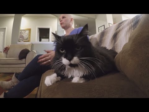 Cancer-detecting cat saves owner&#039;s life