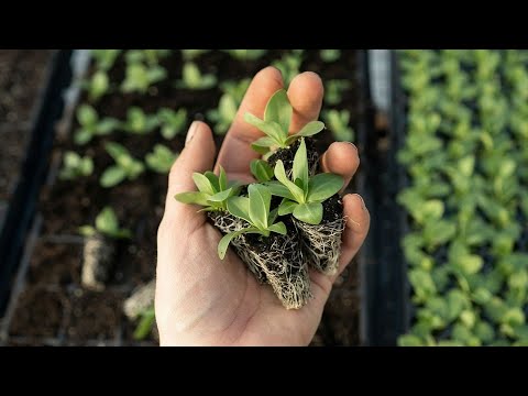 This &quot;Smart&quot; Soil Can Water and Feed Itself