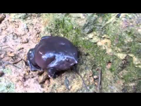 Calls of an Indian Purple Frog
