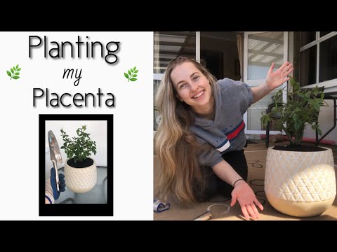 Planting my placenta | Single Mama