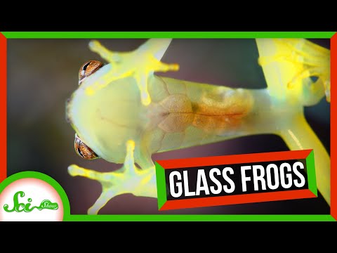 These Frogs Hide Thanks to Transparent Skin