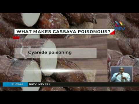 What makes cassava poisonous?
