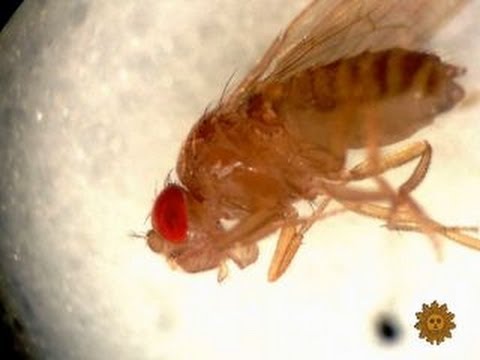 Are fruit flies the key in the fight against cancer?