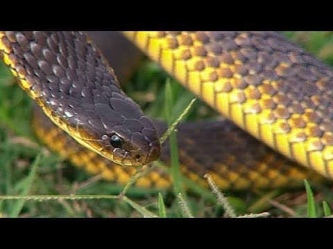 Finding Tiger Snakes | Deadly 60 | Earth Unplugged