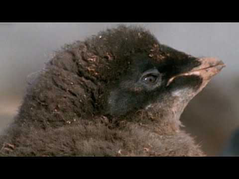 How Climate Change Affects Penguin Life | Natural World: Penguins of the Antarctic | BBC Earth