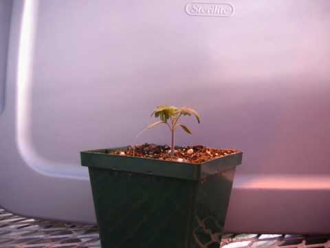 Tomato and dodder plant